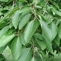Diospyros kaki feuille